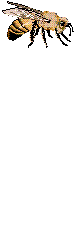 20.gif