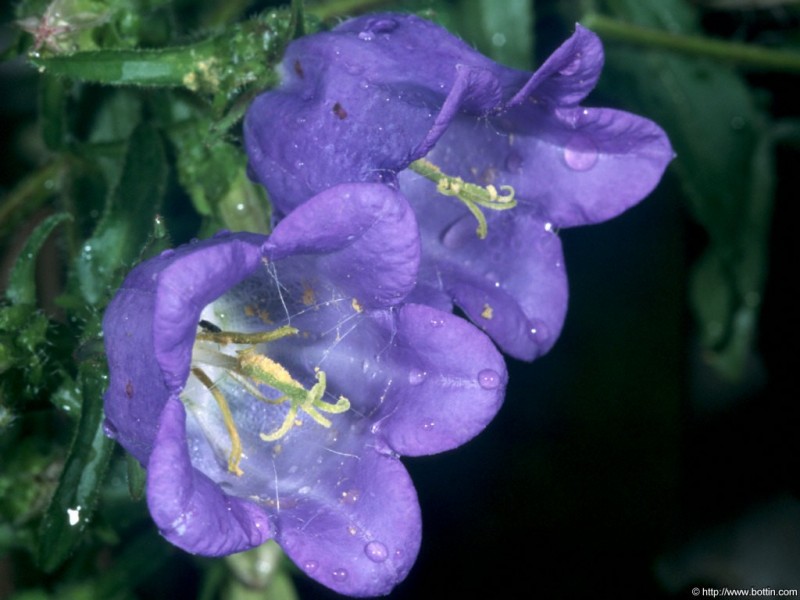 0405_He7C6.jpg