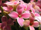 Kalanchoe