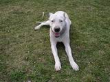 Dogo Argentino